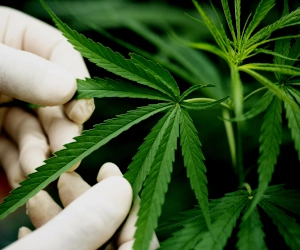 cbd-cbg